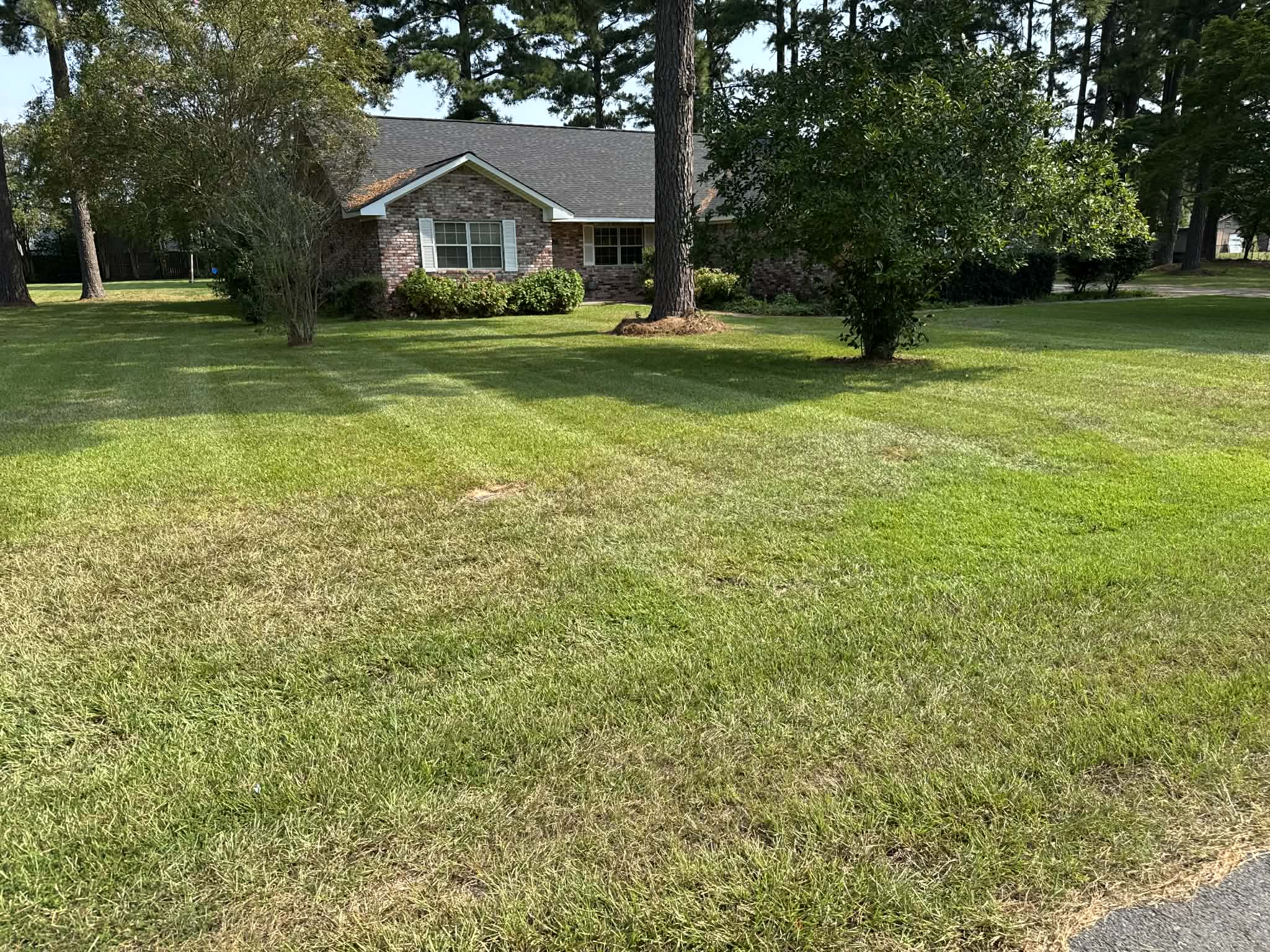 Beautifully manicured front yard